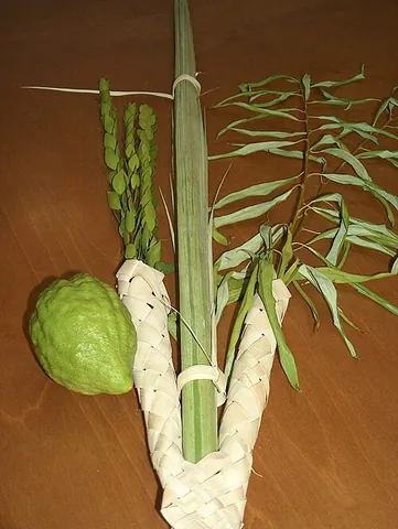 lulav: a festive bouquet of willow, myrtle and a closed date palm frond, used in Jewish ritual on Sukkot