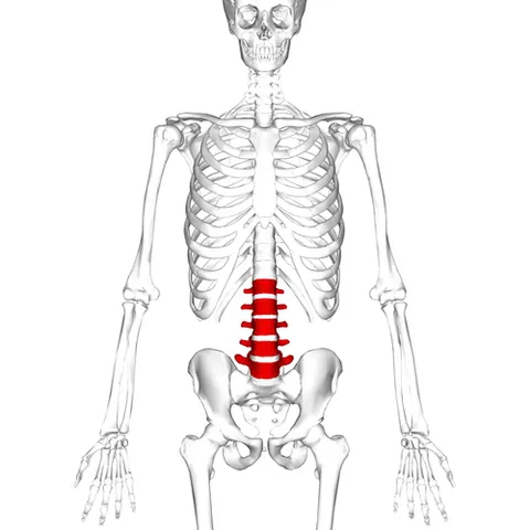 lumbar: related to the lower back or loin, specifically the five vertebrae between the rib cage and the...