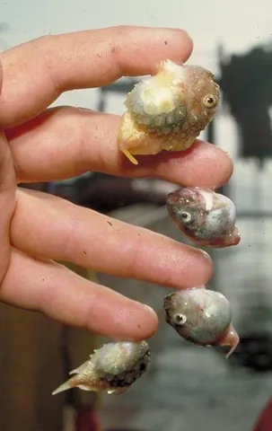 lumpsucker: any of the scorpaeniform fish in the family Cyclopteridae, with adhesive pelvic discs
