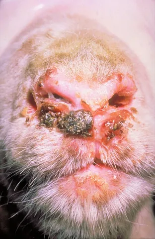 lumpy skin disease: an economically important infectious disease in cattle caused by Lumpy skin disease virus (genus...