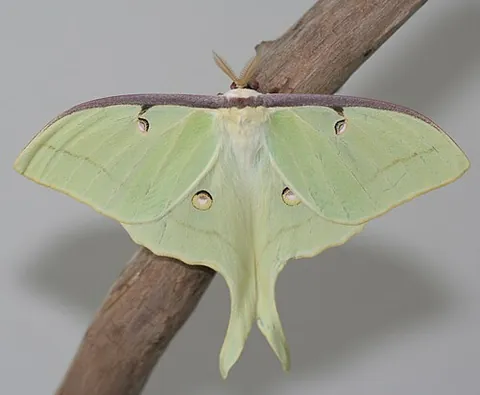 luna moth: a large, green American moth, Actias luna, that has crescent-shaped marks on its wings