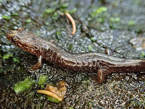 lungless salamander: any of numerous salamanders in the family Plethodontidae, who do not have lungs, and instead...