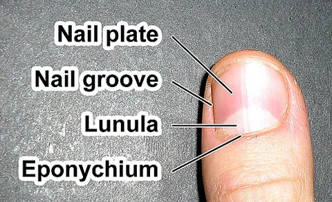 lunula: something shaped like a crescent or half-moon; especially the pale area at the base of the...