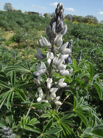 lupin: any member of the genus Lupinus in the family Fabaceae
