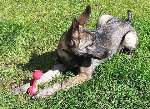 lupo italiano: a large dog breed from Italy allegedly produced by crossing a female Italian wolf and a male German...
