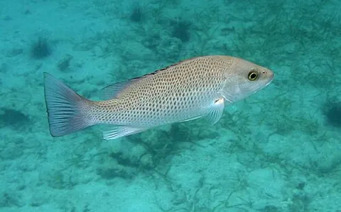 lutjanid: any member of the family Lutjanidae; a snapper