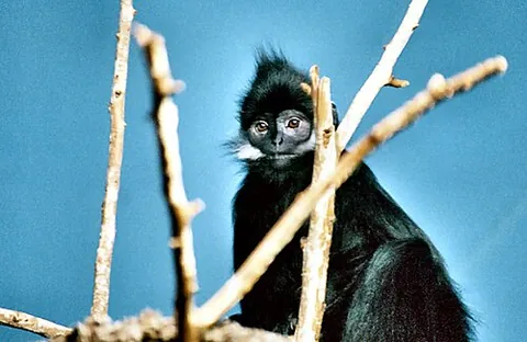 lutung: any of a group of Old World monkeys, making up the genus Trachypithecus, with a rather slim build...