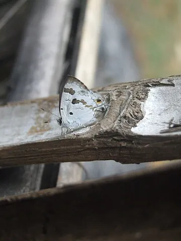 lycaenid: a member of the taxonomic family Lycaenidae, the gossamer-winged butterflies