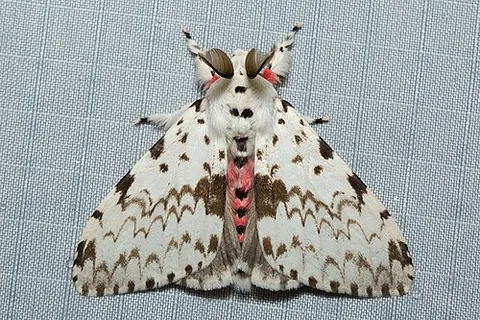 lymantria: any erebid moth of the genus Lymantria