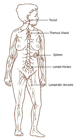 lymphatic system: in mammals, including humans, a network of lymph vessels and lymph nodes that transport fluid,...
