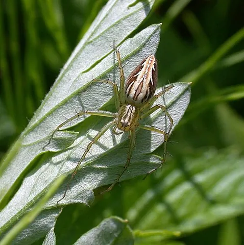 lynx spider: any member of the family Oxyopidae of spiders, which hunt their prey rather than spinning webs to...