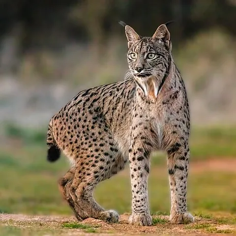 lynx: any of several medium-sized wild cats of the genus Lynx