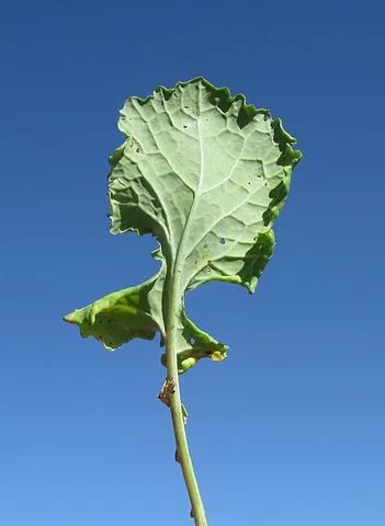 lyrate: shaped like a lyre
