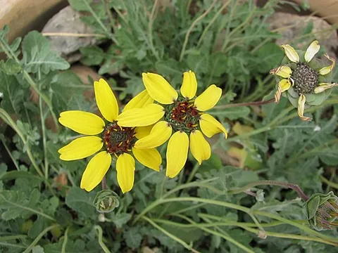 lyreleaf greeneyes: any member of the species Berlandiera lyrata of sunflowers native from Kansas and Colorado in the...