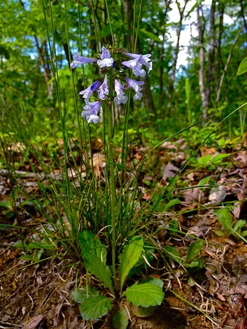 lyreleaf sage: a plant of the species Salvia lyrata, native to warm-temperate eastern North America