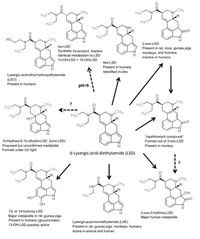 lysergic acid diethylamide: a powerful synthetic hallucinogen