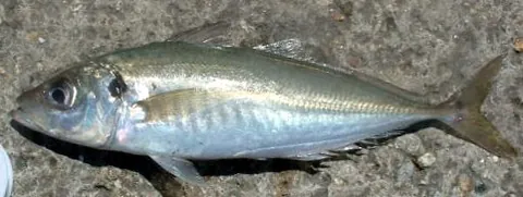 maasbanker: a species of edible mackerel (Trachurus trachurus)