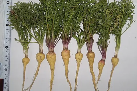 maca: any member of the species Lepidium meyenii, an Andean medicinal herb, or an extract of the root of...