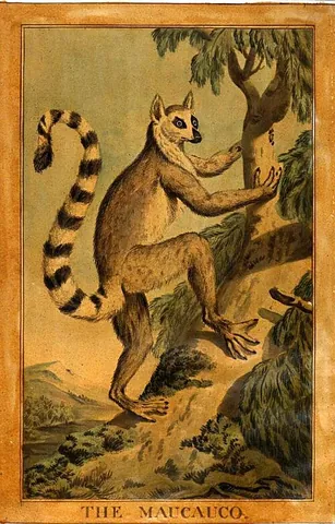 macaco: a macaque, or similar monkey