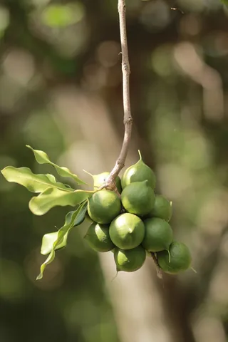 macadamia: an evergreen tree, of the genus Macadamia, native to Australia and cultivated in Hawaii