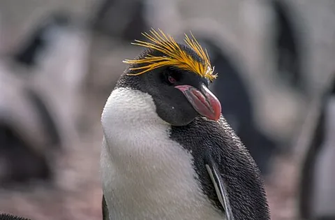 macaroni penguin: a species of penguins, Eudyptes chrysolophus, with distinctive yellow and black plumes on the top...