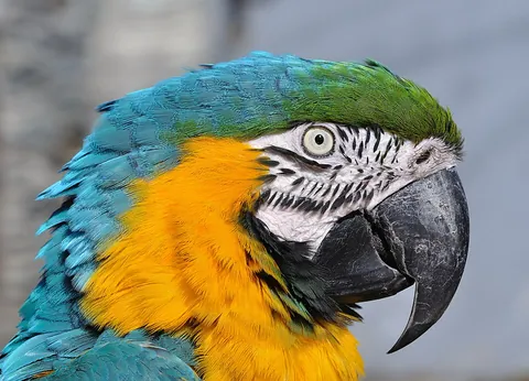 macaw: any of various parrots of the genera Ara, Anodorhynchus, Cyanopsitta, Orthopsittaca, Primolius and...