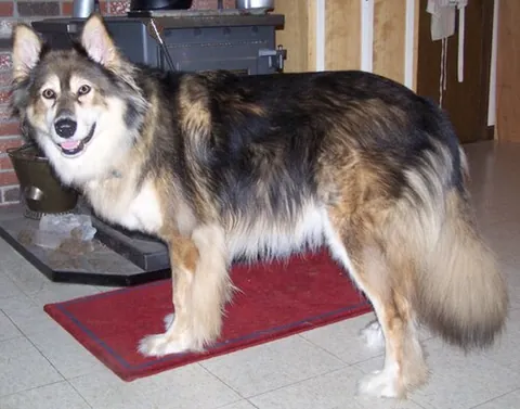 mackenzie river husky: any of several overlapping local populations of Arctic and subarctic sled-dogs, none of which...