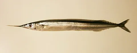 mackerel pike: any of several species of fish in the family Scomberesocidae, sauries
