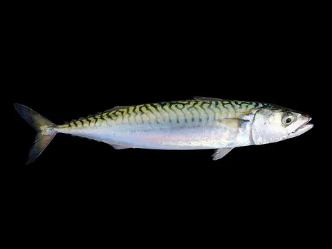 mackerel: certain smaller edible fish, principally true mackerel and Spanish mackerel in family Scombridae,...