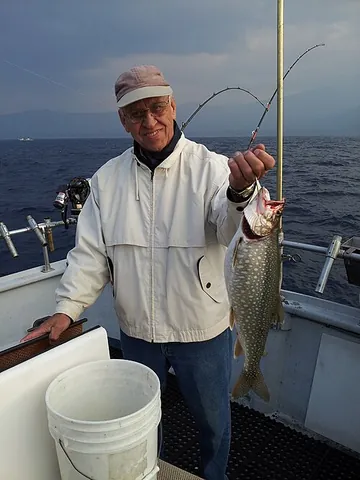 mackinaw trout: the lake trout or North American lake trout (Salvelinus namaycush)