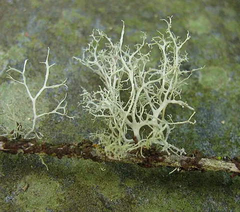 macrolichen: any lichen that has a large thallus, often resulting in a bushy appearance