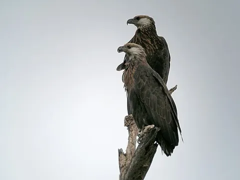 madagascan fish eagle: haliaeetus vociferoides, a species of eagle native to the coastal strip in the northwest of...