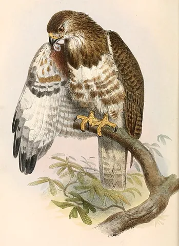 madagascar buzzard: buteo brachypterus, a species of bird of prey in the Accipitridae family endemic to Madagascar
