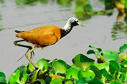 madagascar jacana: actophilornis albinucha, a wader in the family Jacanidae