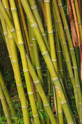madake: timber bamboo (Phyllostachys bambusoides)