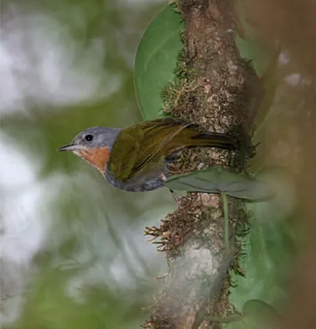 madanga: a bird of the species Anthus ruficollis, native to island of Buru