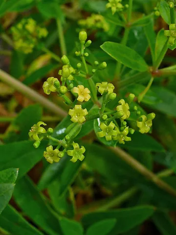madder: a herbaceous plant, Rubia tinctorum, native to Asia, cultivated for a red-purple dye (alizarin)...