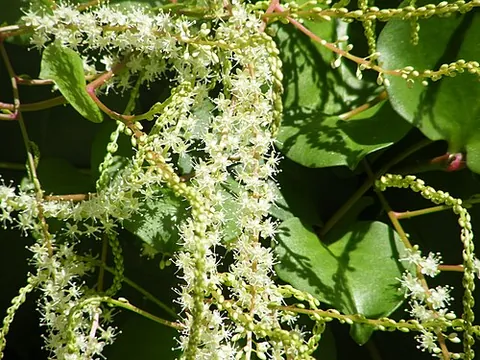 madeira vine: anredera cordifolia, a South American ornamental succulent evergreen vine of the family Basellaceae