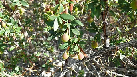 magellan barberry: the shrub Berberis microphylla and its edible berry, native to southern Chile