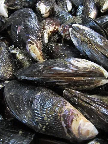 magellan mussel: any member of the species Aulacomya atra of mussel, native to southern South America, and its...