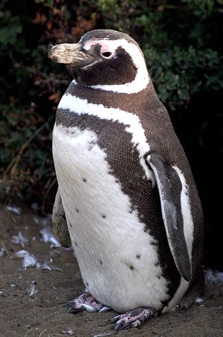 magellanic penguin: a species of penguin, Spheniscus magellanicus, found in coastal South America