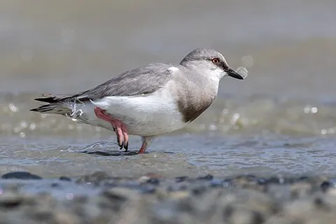 magellanic plover: a bird of the species Pluvianellus socialis, of southern South America