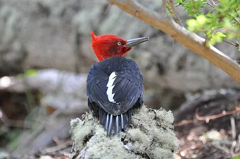 magellanic woodpecker: a species of bird, Campephilus magellanicus, found in southern Chile