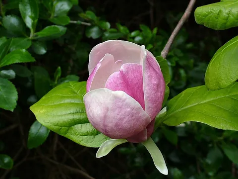 magnolia: a tree or shrub in any species of the genus Magnolia, many with large flowers and simple leaves