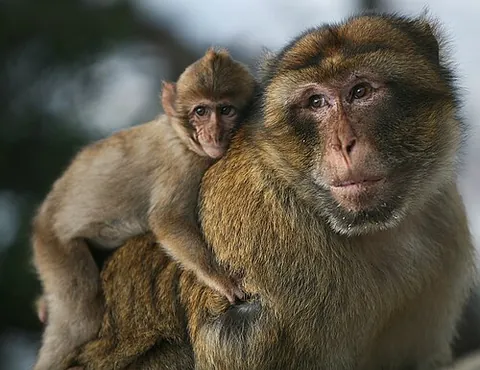 magot: the Barbary macaque (Macaca sylvanus) native to the Atlas Mountains of Algeria and Morocco along...