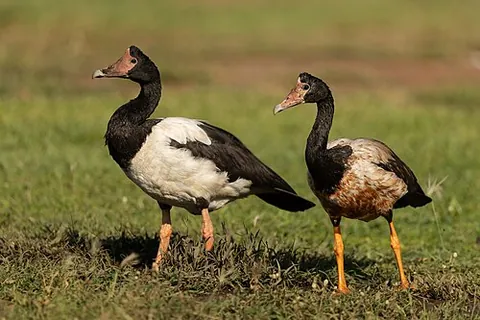 magpie-goose: a bird of species Anseranas semipalmata, the only non-extinct bird of the family Anseranatidae,...