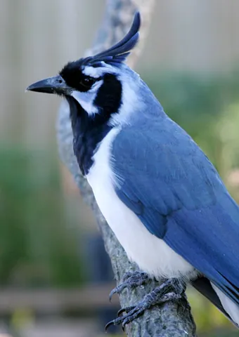 magpie-jay: either of two bird species in the genus Calocitta