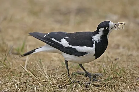 magpie-lark: a species of passerine bird, Grallina cyanoleuca, family Monarchidae, common throughout Australia...