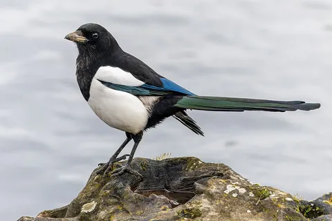 magpie: one of several kinds of bird in the family Corvidae, especially Pica pica