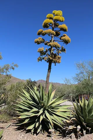 maguey: any of various large agaves of Mexico and the southern US, especially the American aloe, Agave...